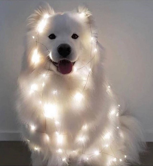 ShoobSolana's tweet photo. did someone say shoobillions? https://t.co/JXsZyG1K8f