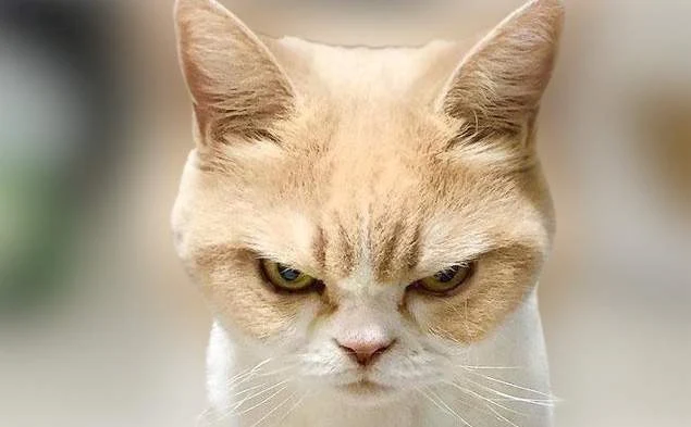 JeaSmith_9's tweet photo. @Luciferrastar @LadyCactusDiary بله! می‌خواهم توپم را بردارم و به خانه بروم؛ دیگر با شما بازی نمی‌کنم https://t.co/ClXVGv6SLr