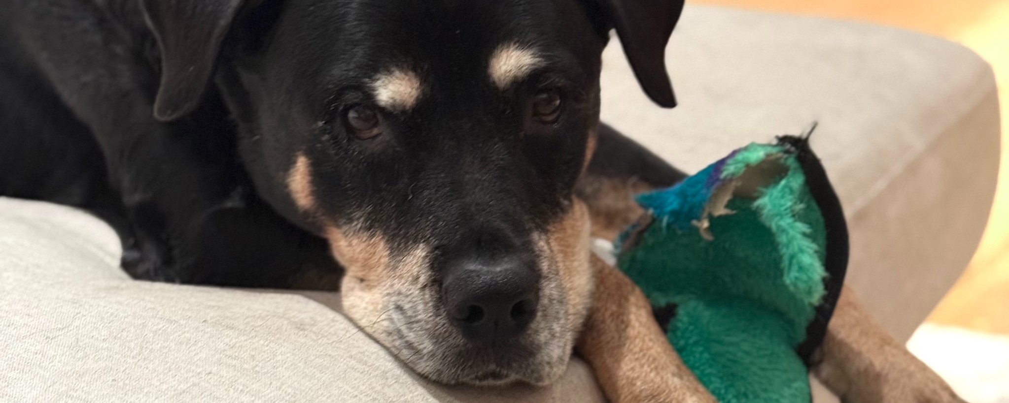bpc-157 for dogs with arthritis Celine Halioua on X: 