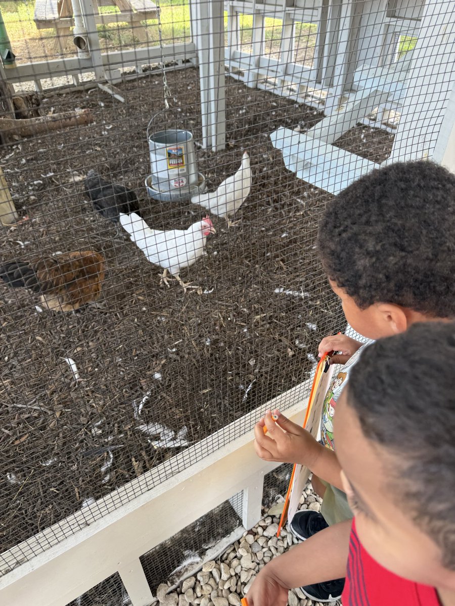 FawkesDen's tweet photo. Comparing body parts with the hens today! #NLERanch @MrsCoutant @MrsKellyTo https://t.co/RVhyTpggxA