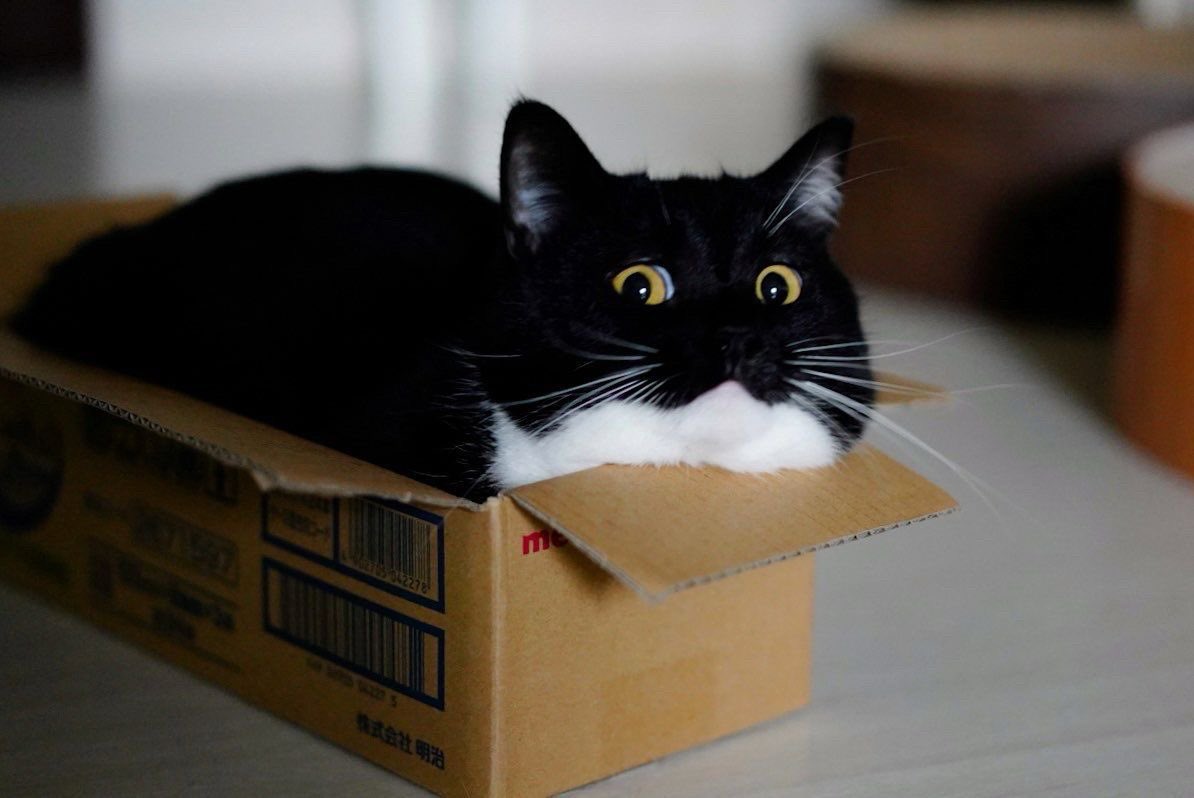 unicouniuni3's tweet photo. I really love these photos! They still make me laugh https://t.co/V0CCYXhAHC