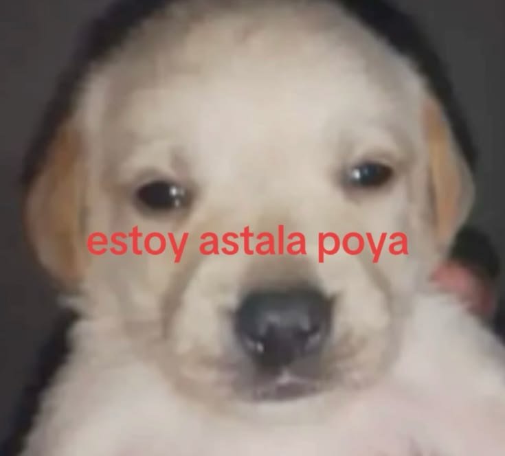 casiioo1's tweet photo. NO AGUANTO UN SEGUNDO MÁS EN ESTA CÁRCEL LLAMADA UNIVERSIDAD 😭😭😭😭 https://t.co/IKxnq1BgUx