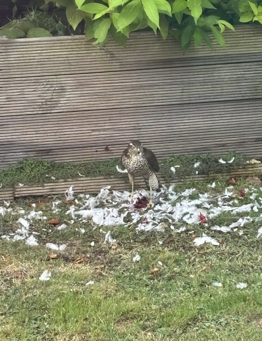 3paraman's tweet photo. Wife was a bit freaked out this morning sighting this sparrowhawk in our garden but took pics anyway.
Glad she did, stunning!
@IoloWilliams2
#Sparrowhawk
#raptor
#birdsofinstagram
#birdsofprey
#wales https://t.co/0eWijOir6V