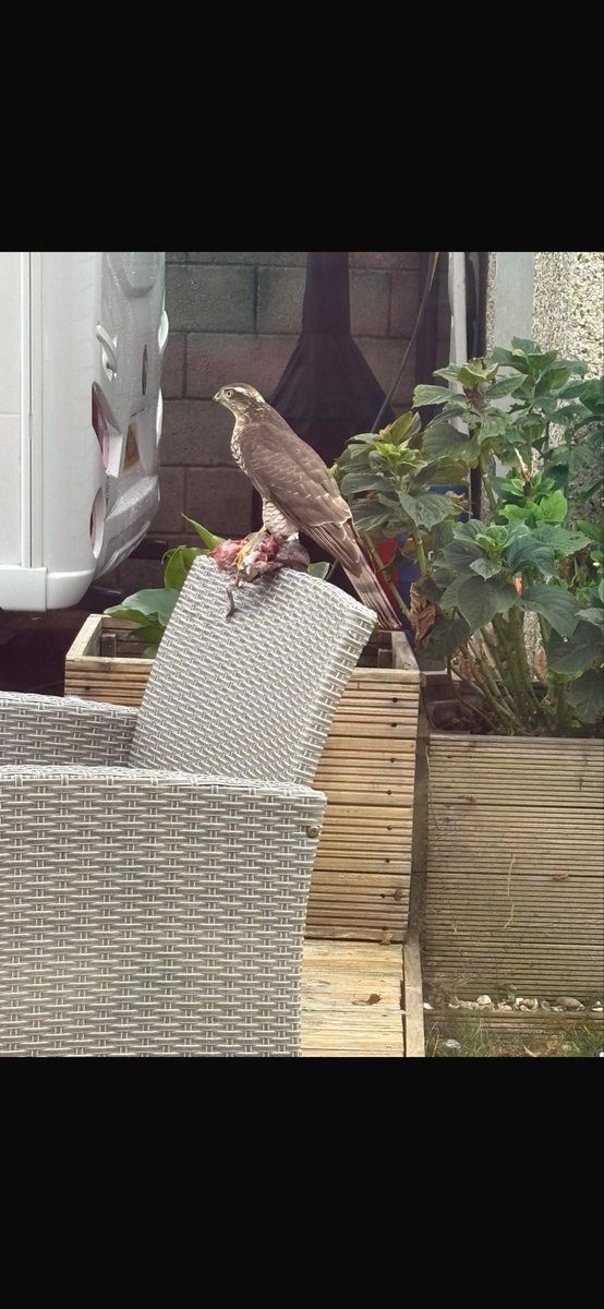 3paraman's tweet photo. Wife was a bit freaked out this morning sighting this sparrowhawk in our garden but took pics anyway.
Glad she did, stunning!
@IoloWilliams2
#Sparrowhawk
#raptor
#birdsofinstagram
#birdsofprey
#wales https://t.co/0eWijOir6V