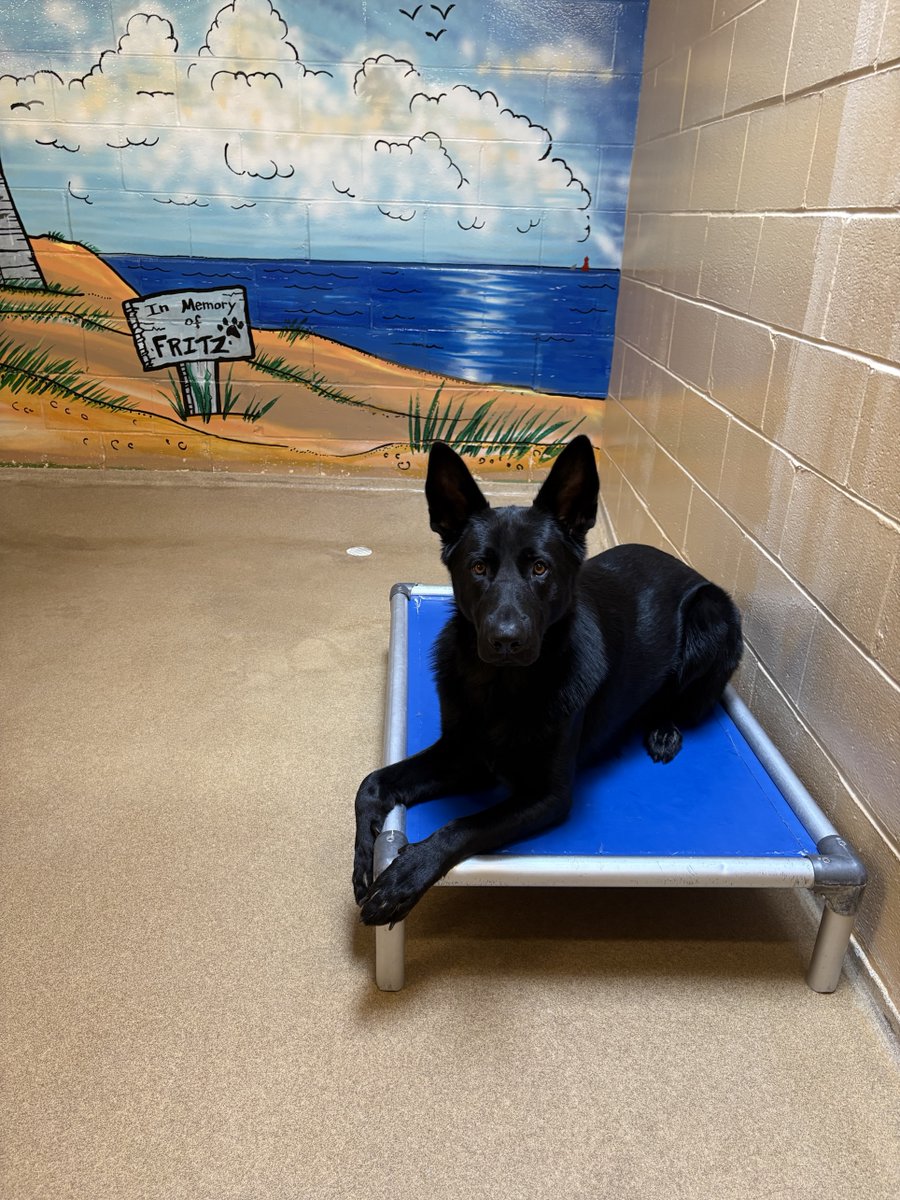 fidelco's tweet photo. Hey, you! "Honcho" needs a cot upgrade!

Help us get more of these durable cots by visiting our Amazon Wish List and purchasing the specific cot listed there. 🐶💤\

Check it out: https://t.co/vrEYT2YkMu https://t.co/kSqoeUWvYQ