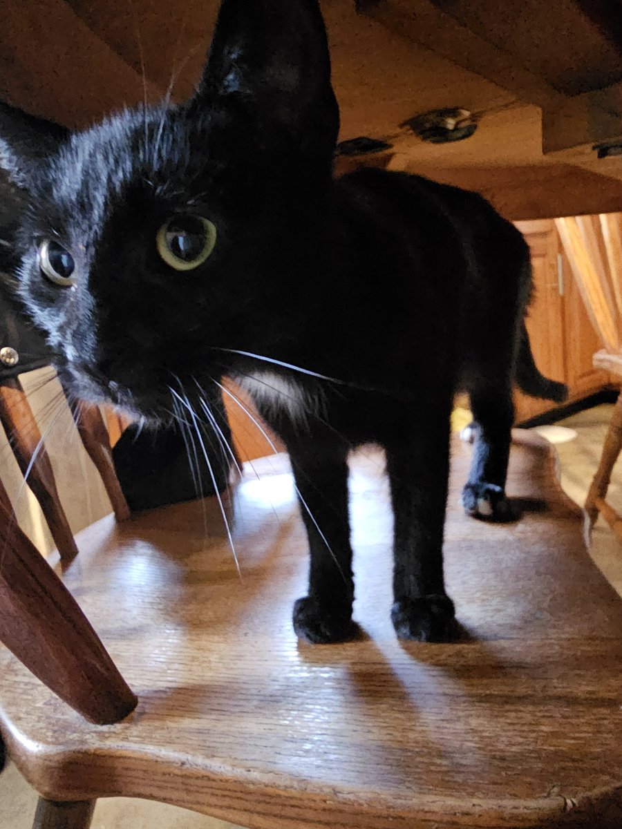 ggcamp14's tweet photo. @LaydyDragonfly This is Derp. She is #3 of 5 cats. Lol https://t.co/C8nFeWqeLb