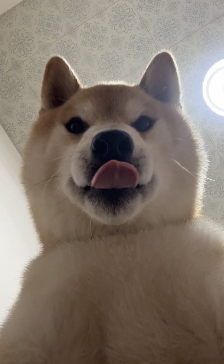 soramame_inu's tweet photo. am 5:01 https://t.co/Wv8WgXLwWr