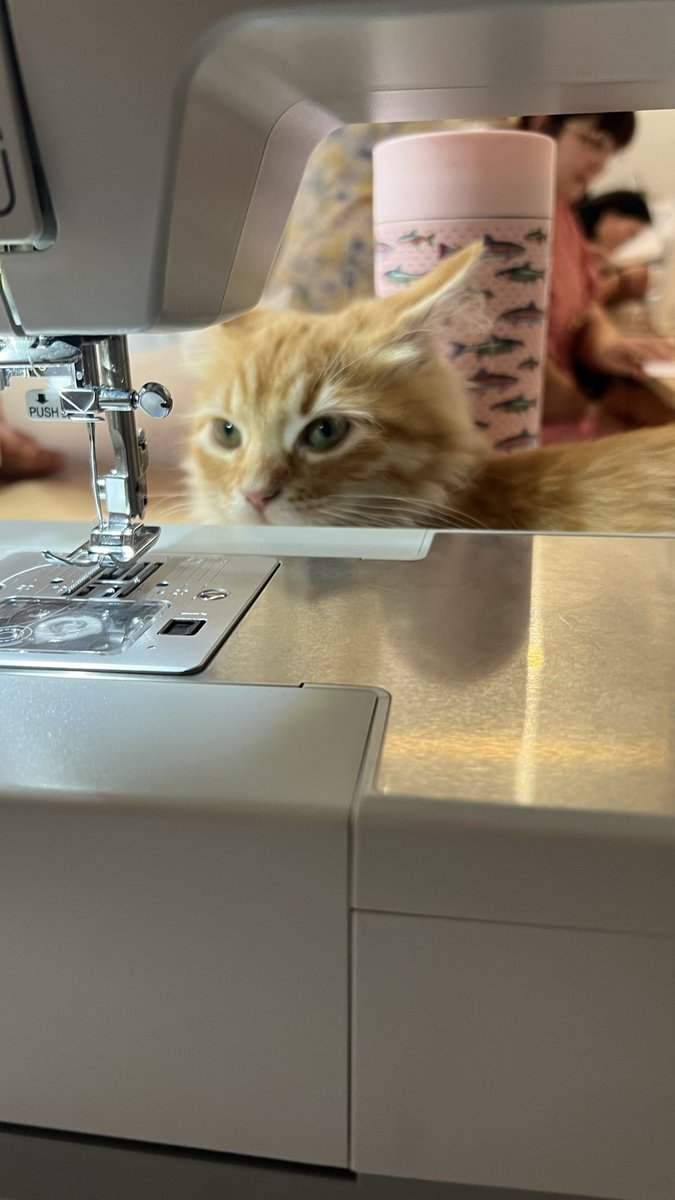 IreneKarenina's tweet photo. Amigos, fui a una clase de costura y me distraje con mi compañero. https://t.co/zVyXUHUT5g