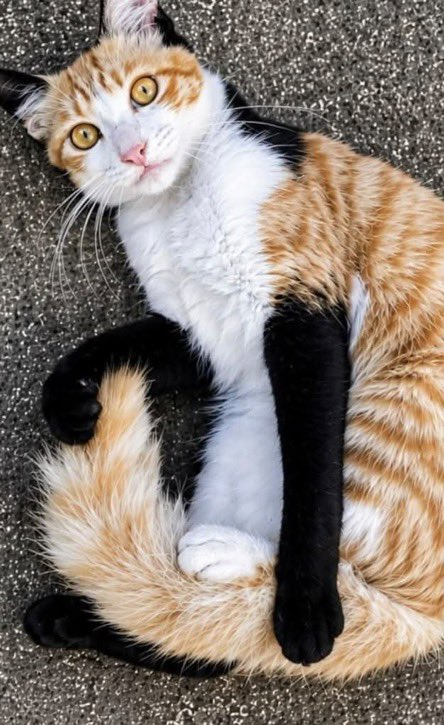 petalesblancs's tweet photo. pretty cat wearing black gloves https://t.co/no5VZMLLNJ