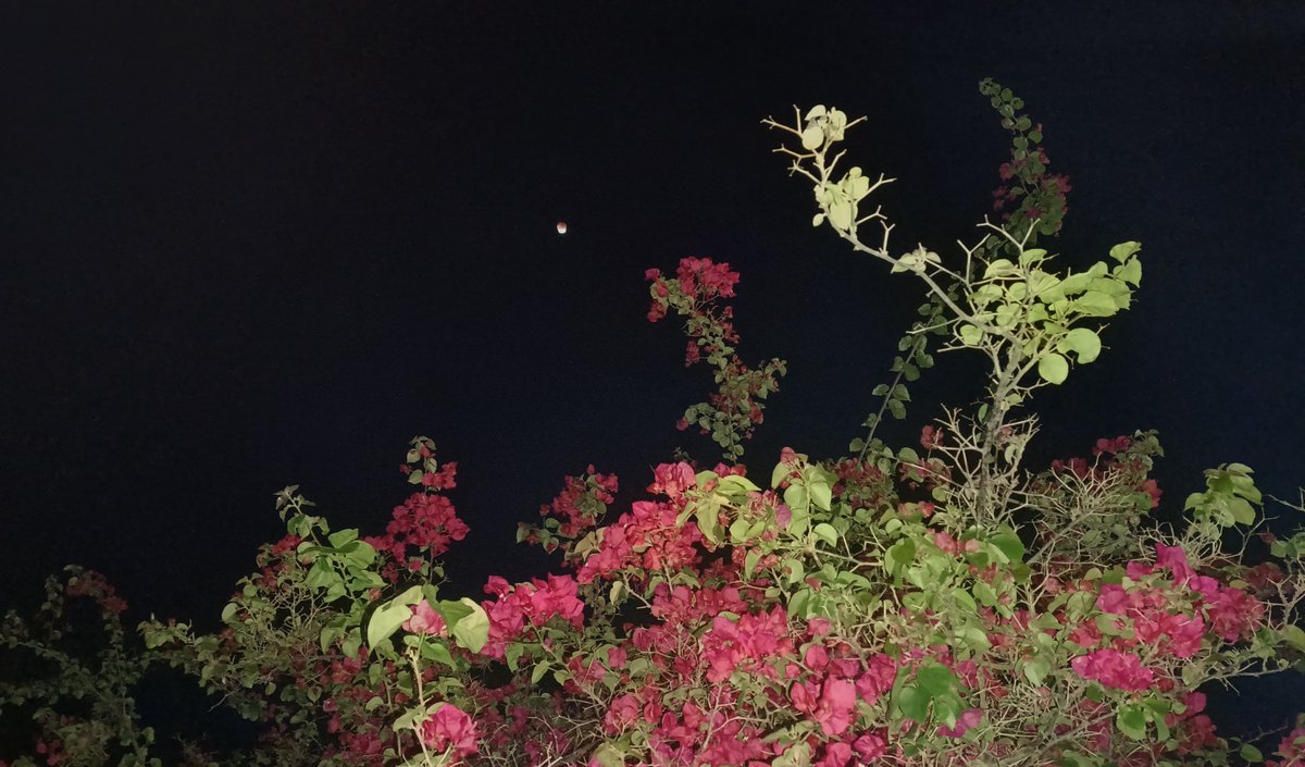 miriamfont's tweet photo. Eclipse 🌕🌔🌓🌒🌑💖💫🤩 https://t.co/Ylauj4KI2E