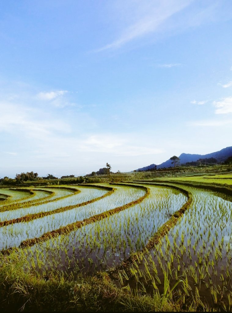 credOLIN's tweet photo. Pemandangan di desaku.
😘🫰🏼

#RandomVisual https://t.co/scwGxEZnQj