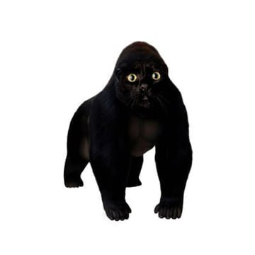 apecatonpump's tweet photo. apecat $apecat

robinhood has cash cat.

we have apecat.

half ape.
half cat.
built for both sides of the trenches.

and i run this shit.

for all the cats still watching from their fone, there’s only one way to join us: ape  

https://t.co/GwIDuC5kEm https://t.co/sFTWUeZhq0