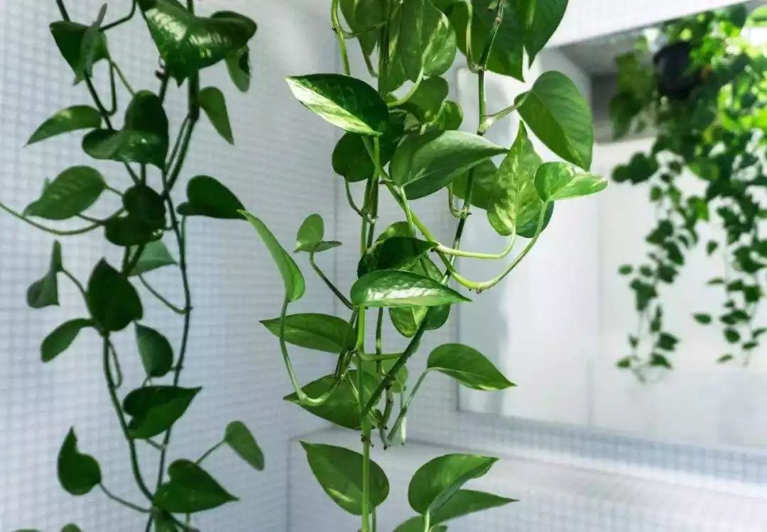 MrBlue_01's tweet photo. Pro tip for your pothos: Water only when the top 2 inches of soil feel dry, keep it in bright indirect light  It’ll thrive and purify your space!， https://t.co/upIV5pqYBT