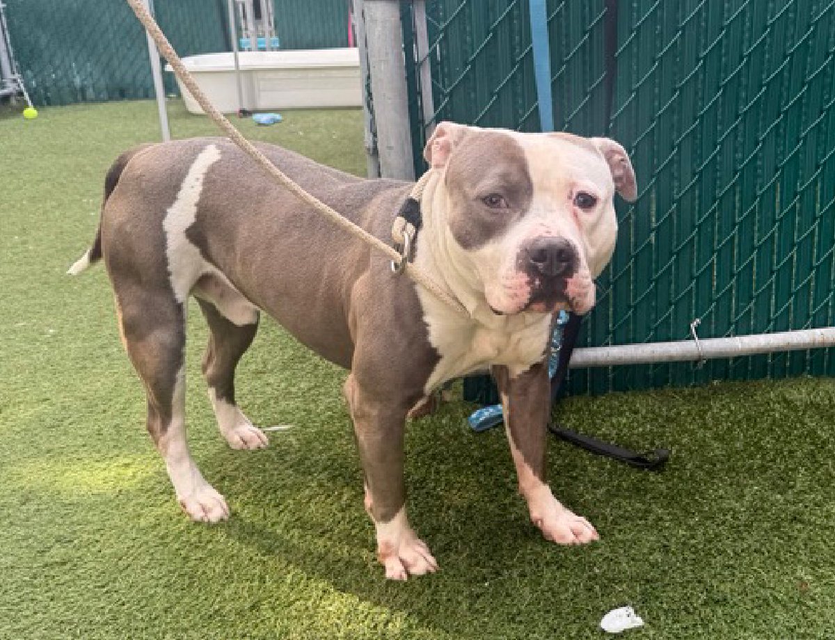 notthesameone2's tweet photo. 🐾2-y/o Rockichan surrendered mid Aug b/c owner moving to FL w/o him. House/ crate-trained, knows cues, good leash-walker. Wary w/ strangers, friendly w/ kids, cats &amp; familiar dogs. Loves baths/ water, treats &amp; balls. Needs a foster offer by 8/29:
https://t.co/bogCQ0fflE https://t.co/9fdB0hCHJH