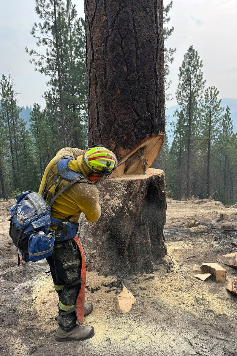 ACT_ESA's tweet photo. ACT Rural Fire Service members are continuing to support firefighting operations across North America, working alongside international partners in challenging conditions in both the United States and Canada.

Crews in the US have been supporting operations on the Little Giant Fire in Oregon and Washington, carrying out blacking out and mop-up work alongside specialist Hotshot crews.

This weekend will see the first ACT contingent returning home to Canberra after completing a successful deployment of more than a month.

The conditions our personnel are working in remain demanding, with heavy smoke, rugged terrain and even encounters with local wildlife all part of the job. Despite these challenges, our firefighters continue to demonstrate their professionalism, resilience and teamwork.

@ACT_Parks personnel are also involved in these deployments, a reminder of the depth of expertise that our territory can offer during major emergency events.

A big thank you to all of our deployed firefighters for representing Canberra on the world stage. We look forward to welcoming our returning crews home, and wish those still on deployment a safe and successful remainder of their time overseas. 🌎🚒