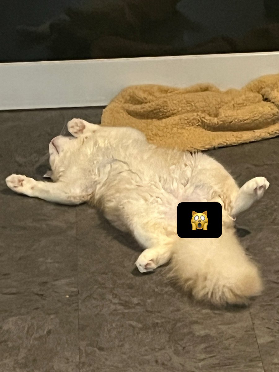 yubi_tencho's tweet photo. 毎朝、猫様たちの💩掃除をする事に幸せを感じております。 https://t.co/qCblUAe62u