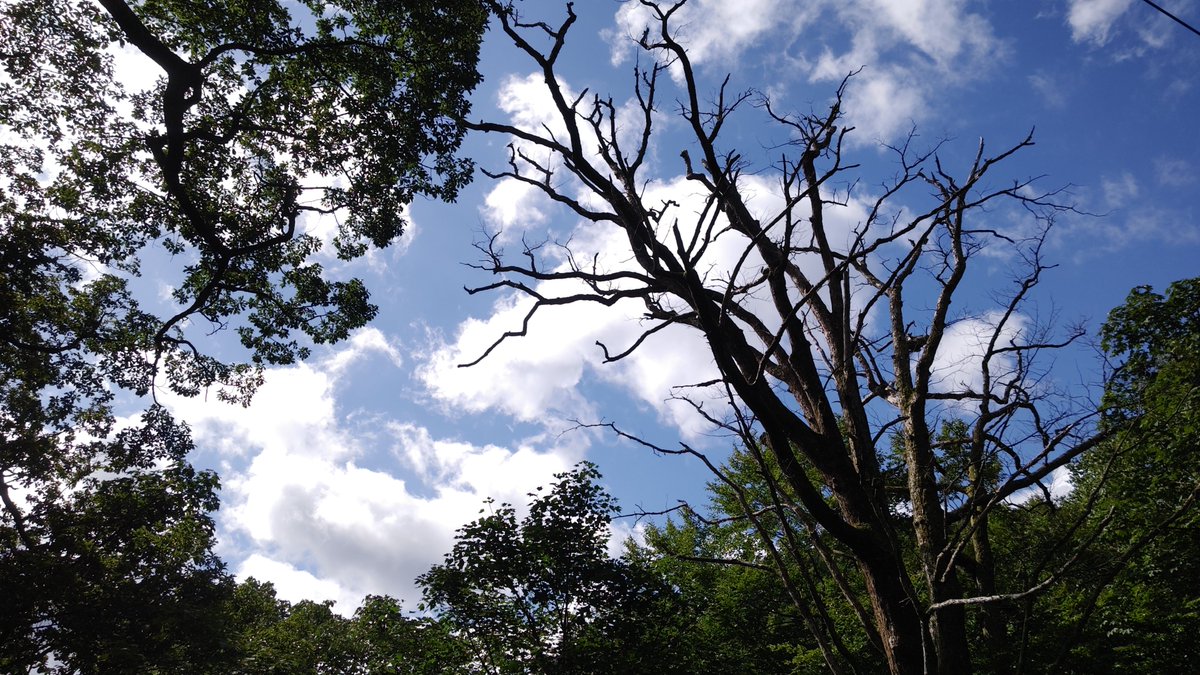 kishy01's tweet photo. 雨も上がって陽射しもあるけど、半袖じゃあ寒い

山はもう秋の気配だな〜 https://t.co/YLRUXA1zY6
