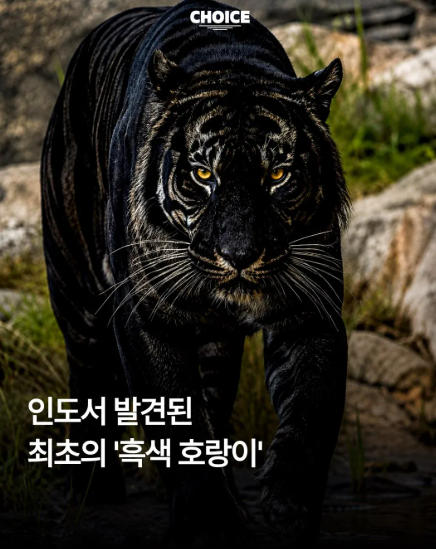 gyeon_baeg's tweet photo. 인도에서 세계 최초로 발견된 '흑색 호랑이'

흑랑이 ㄷㄷㄷ https://t.co/0ON2Io1dVL