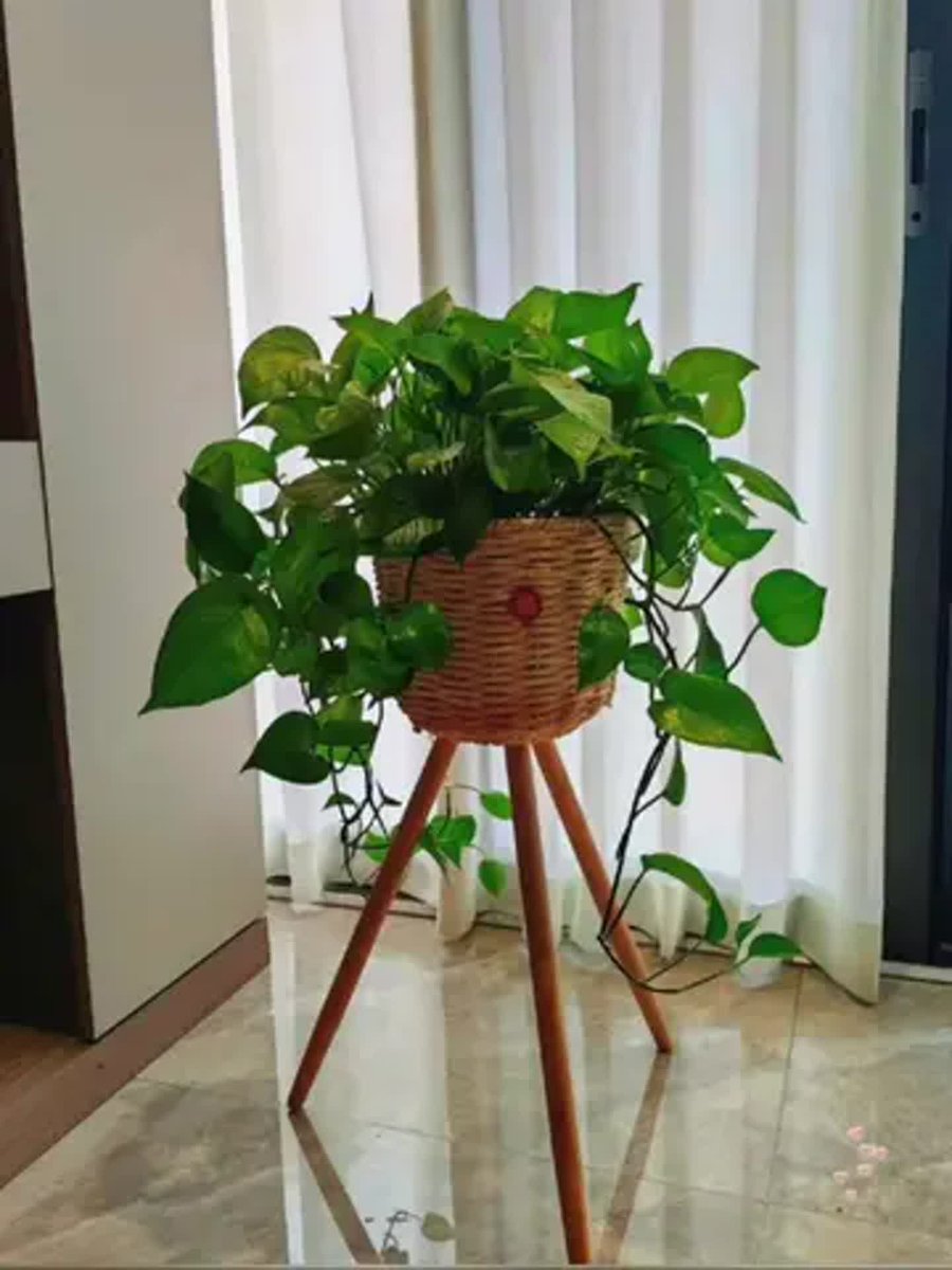 AubinStan's tweet photo. Pro tip for your pothos! Keep its leaves dust-free and rotate it weekly for even growth https://t.co/2S3aDW5VaR
