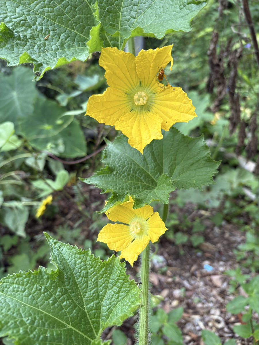 w60673's tweet photo. 🌸似てるけど、違うのわかるかな？😆

ピンク、淡い黄色、鮮やかな黄色🌼
どれも花の形はちょっと似ているけれど、葉っぱも茎も実もそれぞれ違う✨

植物って奥が深いなぁ〜🌿
さて、3つの名前、わかりますか？😊 https://t.co/FWFTHbtYwt