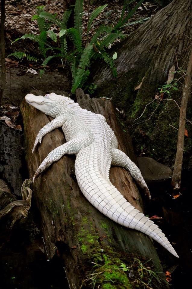 Pamplemous49557's tweet photo. @Selazaurus Hello en vrai s'est super cool comme concept du coup je tente ma chance!

Mon oc est une humaine - crocodile sur le thème des fraises et à ses heure perdue elle est parfumeuse 🍓🐊

Elle a un thème plutot rose et blanc https://t.co/4Fp6qE3j7s