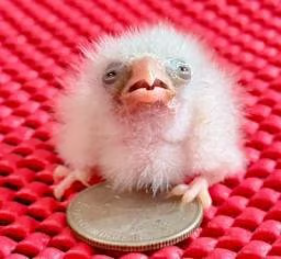 chachingonyou's tweet photo. Seen this birdie at least 10 times today and it STILL hasn't ran onchain.

https://t.co/uxDIfUSawL

This is what memecoins are made for. Tens of millions of views on a cute little animal. Genny. https://t.co/C4LeQoZzYB