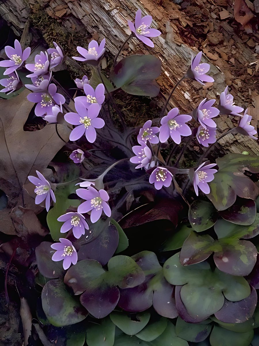 aa0921629853's tweet photo. Not just any little purple flower🪺, but the most resilient spirit of the early spring woodland Deep purple leaves like livers, yet flowers as pure as stars✨Amidst the piles of rotting wood and fallen leaves, they are the first to greet the sunlight🌤️ https://t.co/gTgNcW45R8