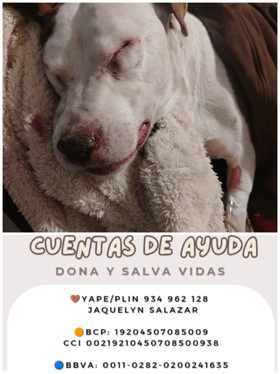 _arlettesalazar's tweet photo. NADIE AYUDÓ A Gordita Pitbull‼️ 😭
Le sacaron sus análisis de emergencia ya que no se logró estabilizarla, está defecando diarreas con sangre, se adeuda a la vet s/180 de su atención médica, porfavor ayudemos🆘🚨💔 

🙏🏼 Yape /plin 934962128 Jaquelyn Salazar https://t.co/iCWfuYkMRR
