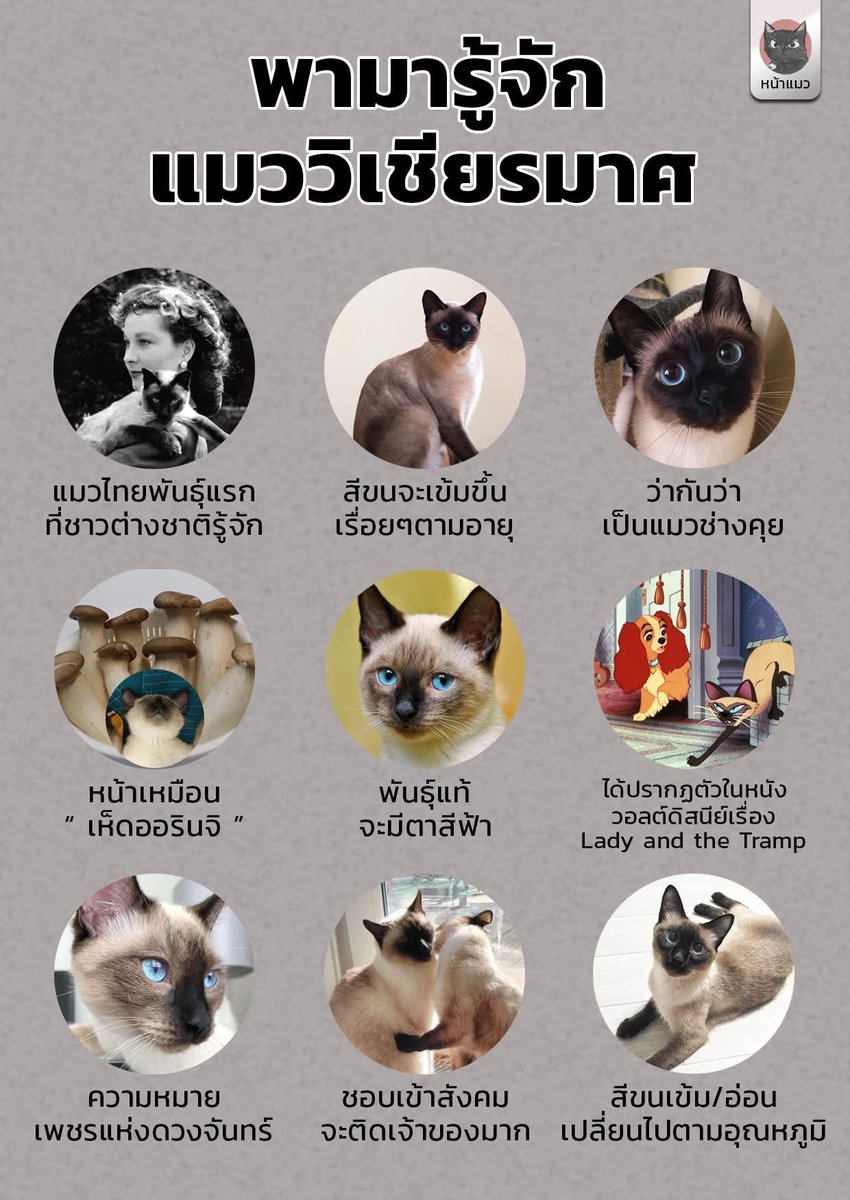 tuktakaewkak's tweet photo. แมวพันธุ์วิเชียรมาศเคยปรากฏในหนังของดิสนีย์ด้วย 

ที่มา:  เพจหน้าแมว 

#ทาสแมว
#วิเชียรมาศ
#エリンギ https://t.co/pxoiJAM8IR