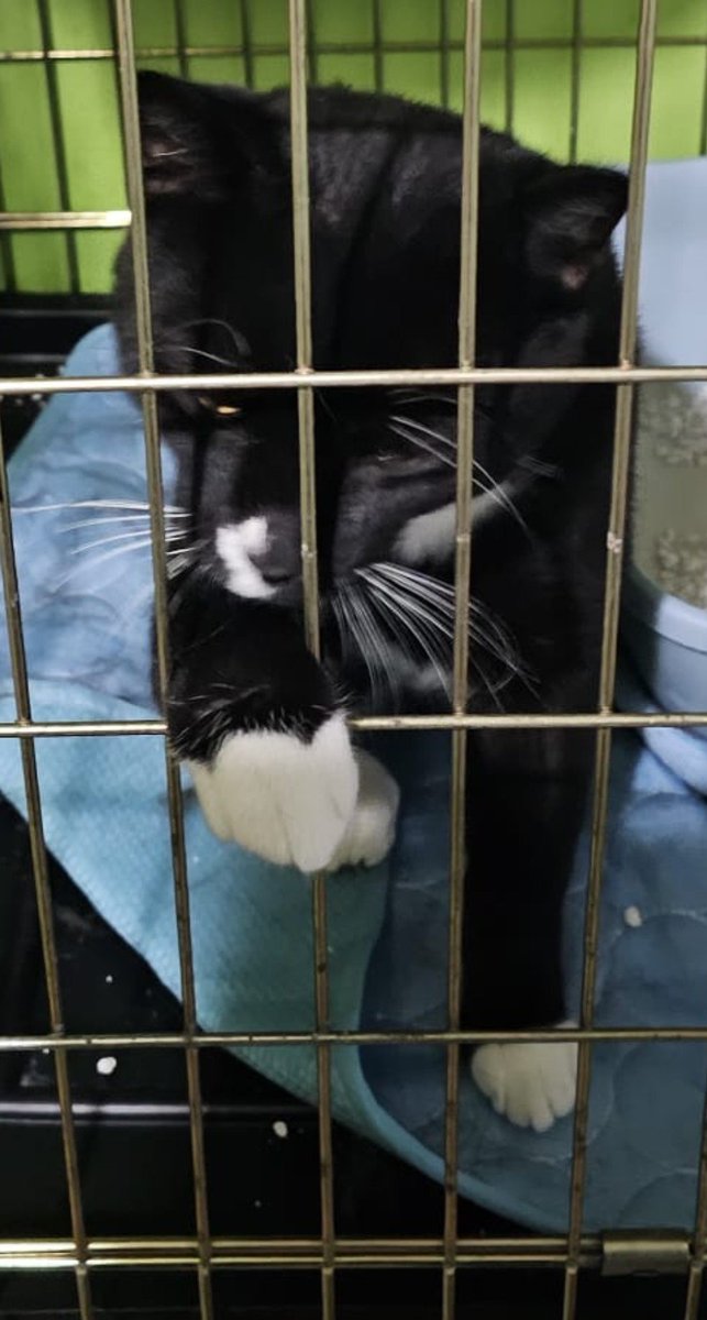 kot_malinek's tweet photo. Loki jest zdrowy
 
Niestety okazuje się że wypuszczenie z klatki nie wchodzi w grę. Kotek nie dogaduje się z innymi mieszkańcami kociarni, są bójki i zaczepki. 

Dlatego najlepszym wyjściem wydaje się szybka adopcja. Może ktoś z Was chciałby futrzastego przyjaciela? Loki ma 10 miesięcy, kocha przytulenie i głaskanie. Lubi dzieci choć nie dogaduje się z innymi kotami. 

Londyn i okolice. Dajcie RT Lokiemu 💕