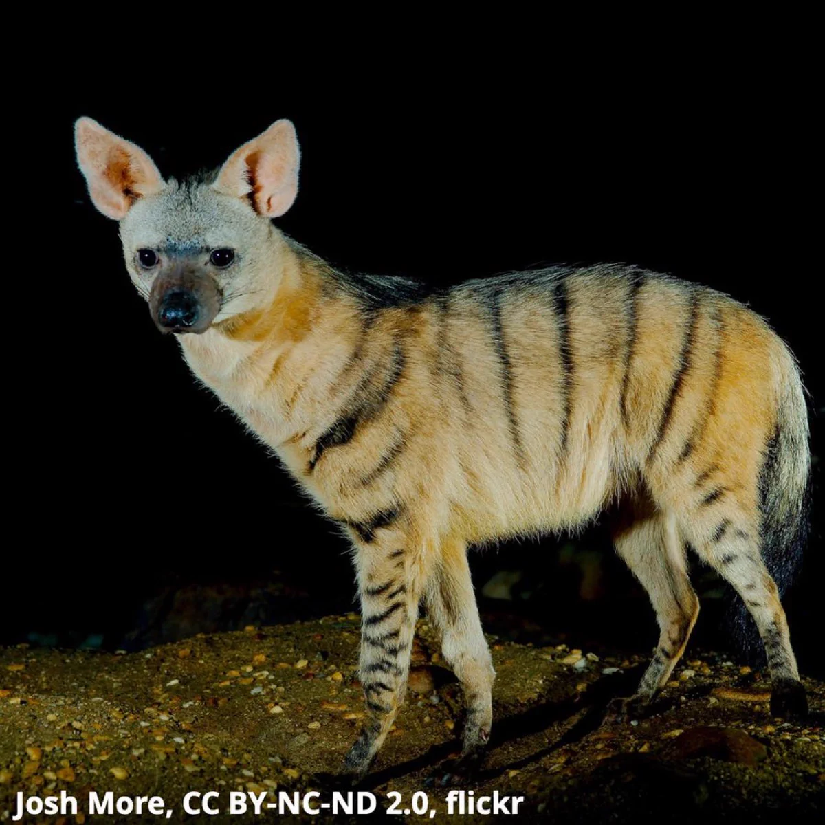 A photo of an aardwolf. The animal is surrounded by a dark background. It is canine in appearance, with a body covered in tannish fur and marked with dark stripes.