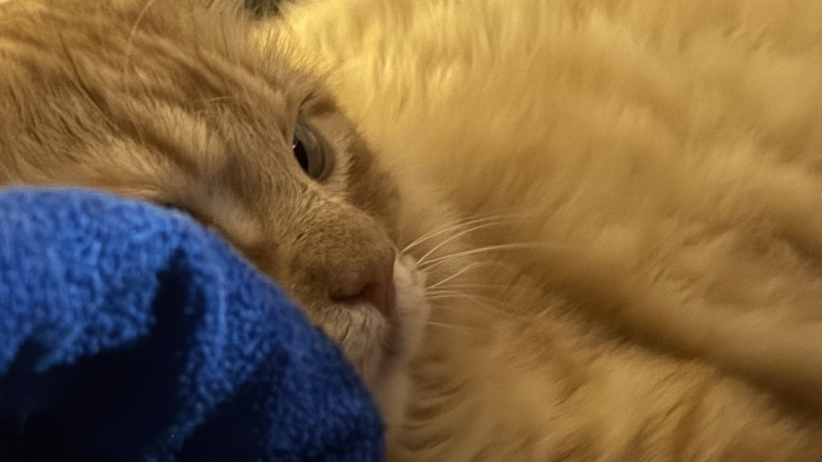 rosehtcals's tweet photo. @IreneKarenina Wtf?? Que hace mi gato ahí https://t.co/8R6P02se8V