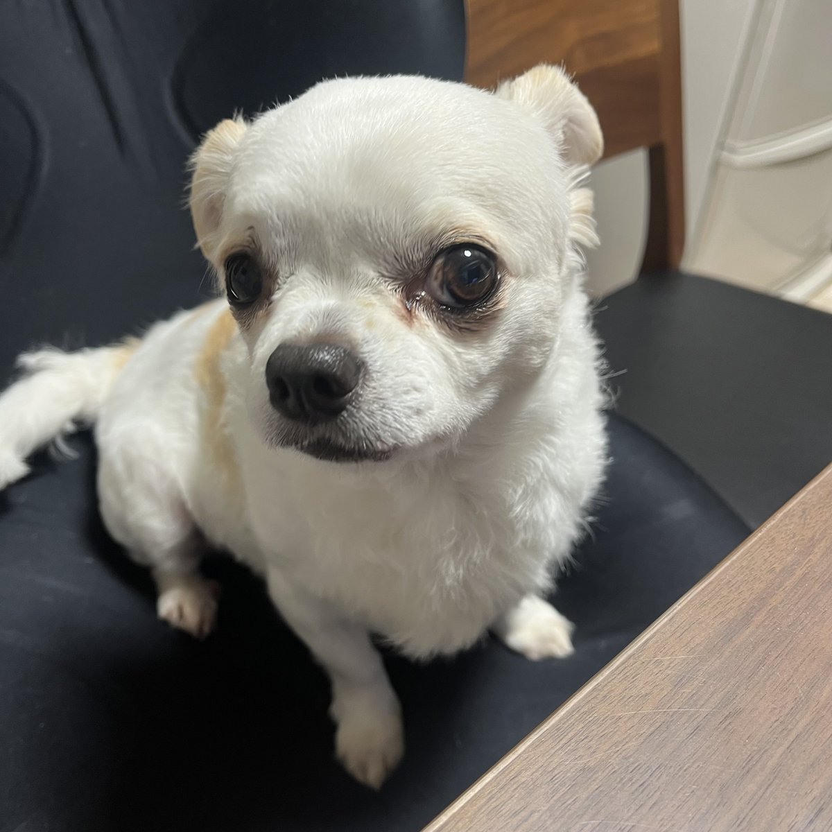 yaaaaaaaku's tweet photo. 実家の犬は2時間とかお散歩したがるのにこの子は全然歩いてくれない
抱っこ散歩だから最早私が散歩されてる？？？？？？？ https://t.co/teKmwlEEEi