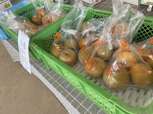matsudokankou1's tweet photo. 9月13日(日)開催、松戸市観光協会主催まち歩き「松戸はじめてさんぽ」第4弾。
大好評につき、残りわずかです。
今回は、松戸市観光梨園組合連合会が全面協力！
参加すれば六実、そして松戸の梨の魅力が分かります。
それから六実自慢のお店の立ち寄りもございます。
どうぞお早めのお申し込みをお願いします🙇
＜松戸はじめてさんぽ「二十世紀梨のふるさと松戸・六実編」＞
https://t.co/1sbgQykjQD
　
また、第5弾「八柱」発着のまち歩き間もなくリリースします。どうぞお楽しみに！！
#松戸観光 #まつどの梨 #まち歩き