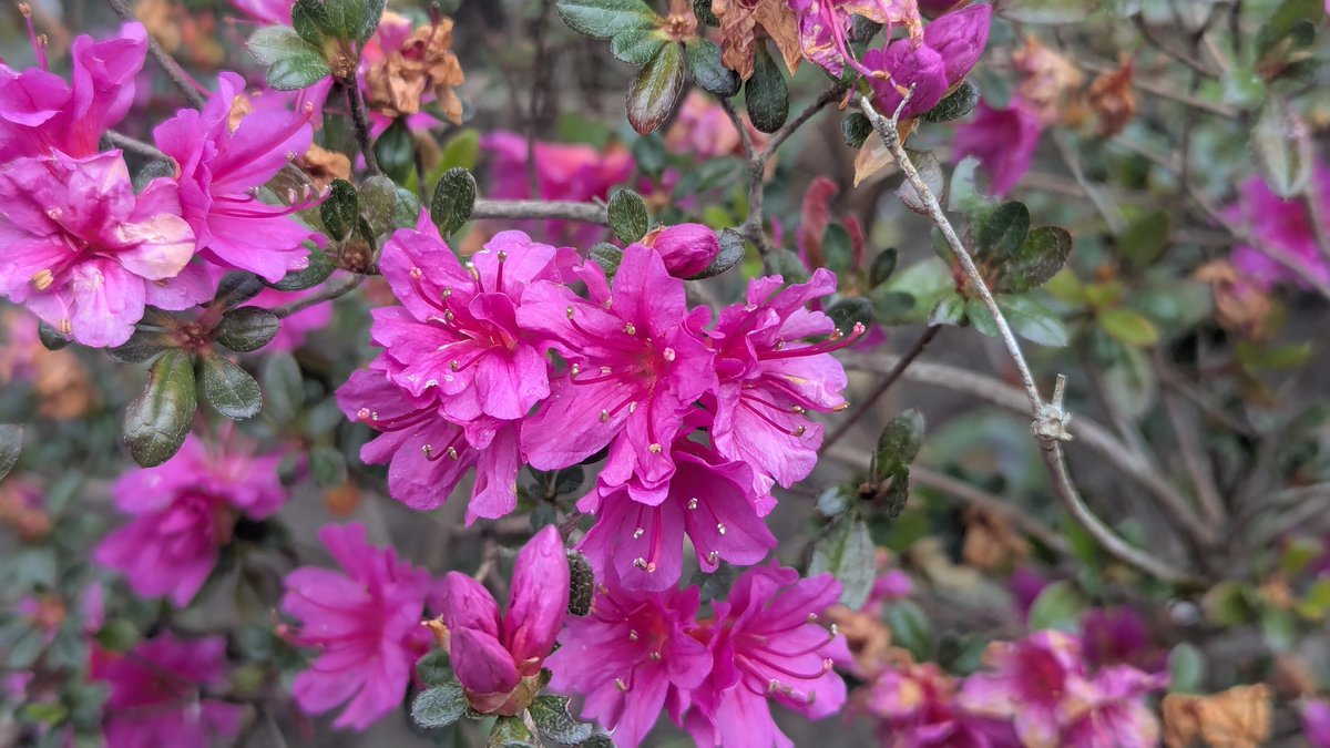 s0larfl4re_'s tweet photo. not my usual shitpost stuff but I took a bunch of pictures of flowers today and I thought these ones reminded me of zams season 8 skin!! #lstwt https://t.co/7LIM4IS1YW