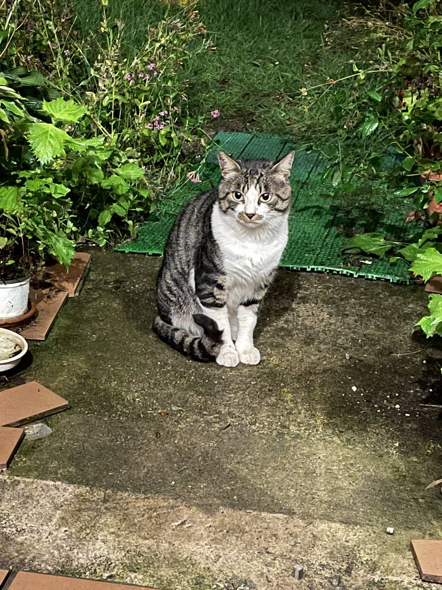 dousaimo's tweet photo. 昨日の夜
玄関の中で(風邪除け室)
猫保護
また玄関こんにちはだよ。
今回は隣りの家にいってたみたいだけど、家にあげてもらえず
家に来たので2日目にガシャンしました。
朝から病院でエイズ白血の検査(どっちも陰性)？
年齢は推定2歳
未去勢

冬に地元イベントで猫漫画描いて引き取り手を探そう👍 https://t.co/xfcD1geHVY
