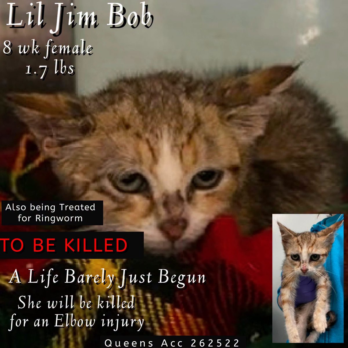 ngremmy's tweet photo. 🆘Please REPOST-adopt-foster🆘

LIL JIM BOB is on the “emergency placement” list at NYC AC&amp;C and needs out of the shelter by 12 NOON 8/29!

#TeamKittySOS https://t.co/6mZVn9LKqx https://t.co/9LupxK2rDu