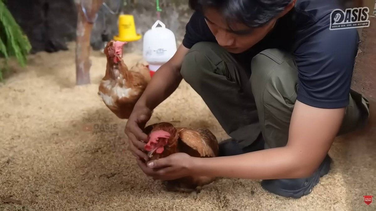 BapakKerja's tweet photo. Bapak salut sama 3 Mahasiswa Yogyakarta yang Menyulap Kontrakan Jadi Lumbung Pangan ini..

Ini contoh mahasiswa yang keren pak..👍👍

Jadi, 3 mahasiswa di Yogyakarta: Taufik, Fatur, dan Asrul. Lahan kontrakan mereka sempit. Tapi mereka tidak menyerah. Pekarangan kecil itu mereka ubah jadi kebun sayur, kandang ayam, dan kolam lele. Semuanya tertata rapi dan, yang paling penting, tidak bau.

Mereka ini buat semuanya saling menyambung, tidak ada yang terbuang.

Sisa dapur diolah jadi maggot. Maggot itu jadi pakan lele dan ayam. Kotoran ayam dicampur daun kering, lalu jadi kompos. Air kolam lele yang kaya nutrisi disiram ke kebun. Sayuran tumbuh tanpa pupuk kimia.

Ayam mereka biarkan mengais di lantai yang dilapisi daun kering. Gerakan cakarnya sendiri yang meratakan kotoran. Tiga sampai empat bulan kemudian, yang tersisa hanya kompos. Tidak ada bau menyengat.

Kebunnya menghasilkan kangkung, sawi, tomat, terong, dan bayam. Hama dikendalikan dengan tanaman beraroma seperti marigold dan kenikir, bukan pestisida.