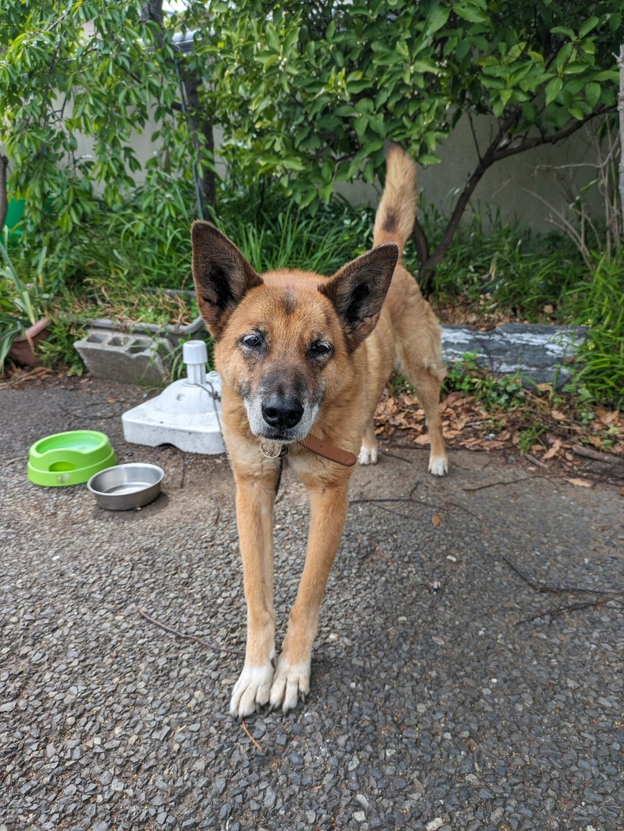 honkyuji's tweet photo. 住職のわがままを聞いてくれますか？

沢山の人に愛された愛番犬
もし可能であれば
ミックの供養の1つとして
このポストの返信に
皆様がお持ちのミックの写真をあげていただけませんか？

皆様とミックの思い出を
届けていただけたら
大喜びで走って仏様の世界へ行くと思います🐶

お願い致します🙏 https://t.co/YiWGxJgf4c
