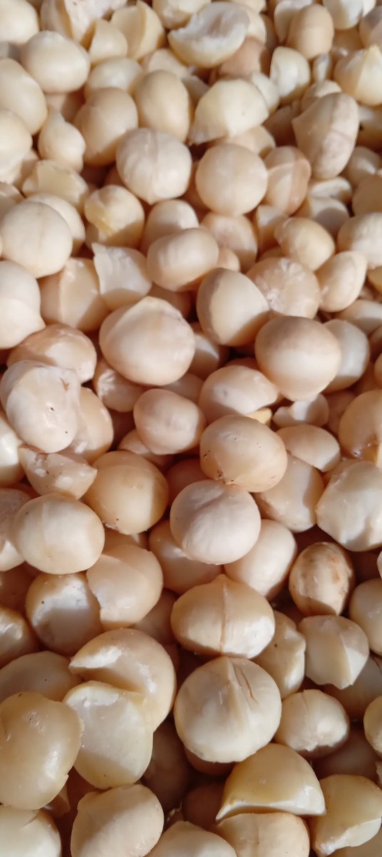 cbeekeeping's tweet photo. You know Roast Macadamia. 

Now I have packed this most cherished snack for you. 

Its from my farm, so you know it is genuine, clean and healthy... full of energy.

As usual, xpect a small gift on top.

200g bag for Sh. 500. 

0722704997. https://t.co/7ddUF0KYg4
