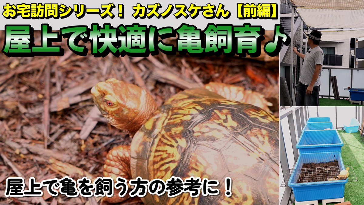 000kamezo's tweet photo. お宅訪問シリースです。
今回はカズノスケさんの屋上飼育場の動画となります。
日除（シェード）を設置できるよう工事もさせて頂きました。屋上飼育の参考になれば幸いです♪

https://t.co/LICnyOGeDy @YouTubeより https://t.co/kzw1GGypjq