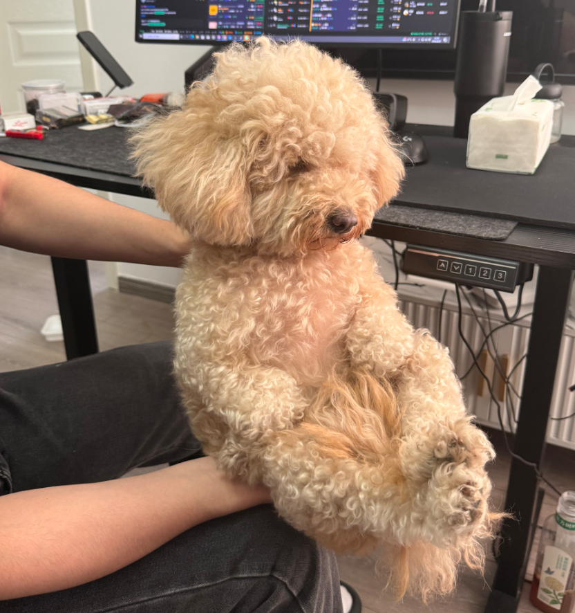 Yuuhoo666's tweet photo. 可爱捏 https://t.co/wVGUW4vDwZ