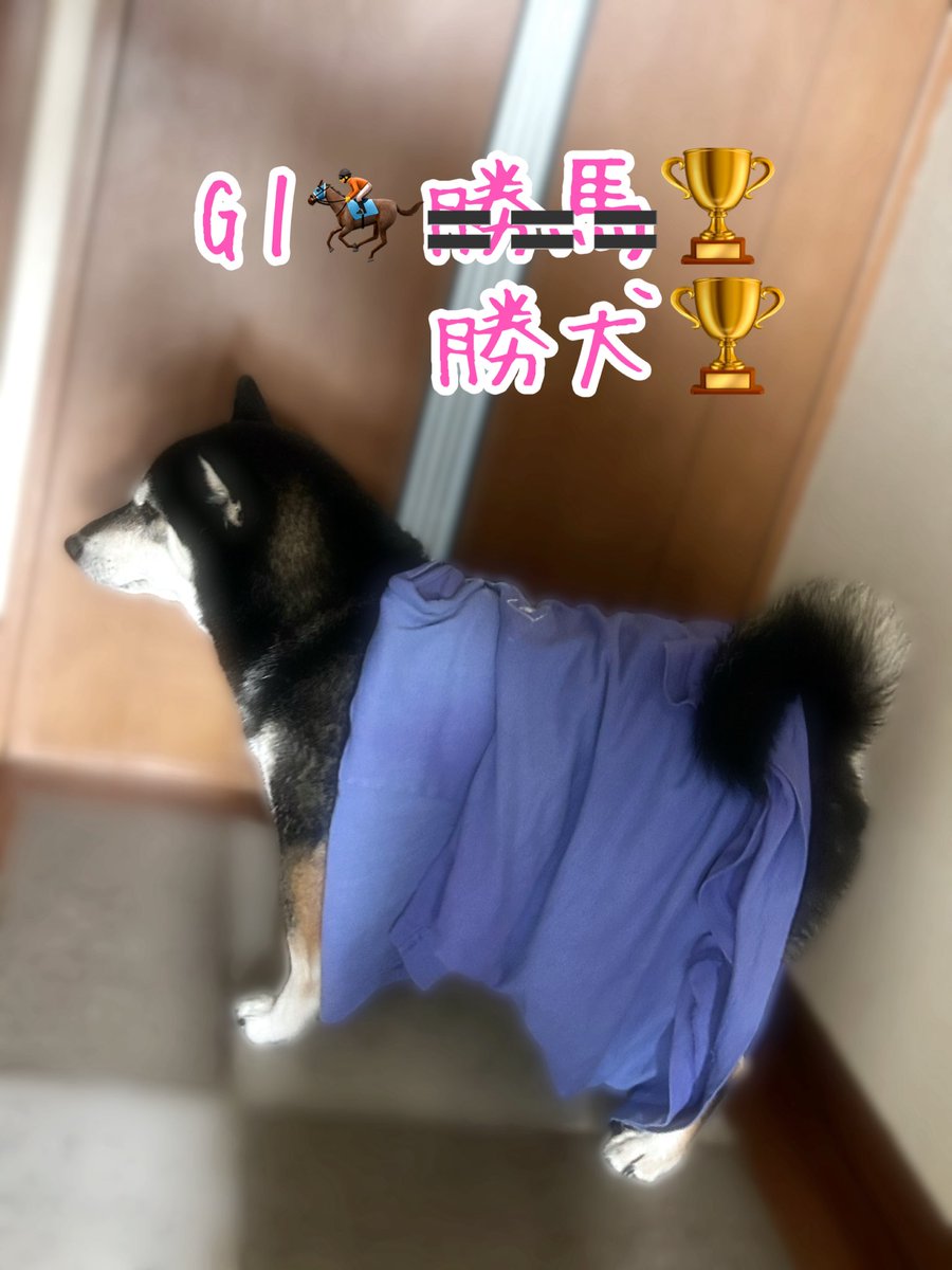 rdh8O0QBBwwPP6G's tweet photo. 全く気にせずすましてる柴🐶と〜ちょっと位気にしたら良いのにと思う主🐗 #黒柴のひじき #柴犬 #黒柴 #日本犬 #shiba #shibainu #かわいい #大好き #癒し #大切な家族 #小さな幸せ #柴犬がいる暮らし #柴犬のいる暮らし #犬好きさんと繋がりたい #今日も1日お疲れ様でした #犯人は主2号 #お構いなし柴 https://t.co/QrDdDmH3IK