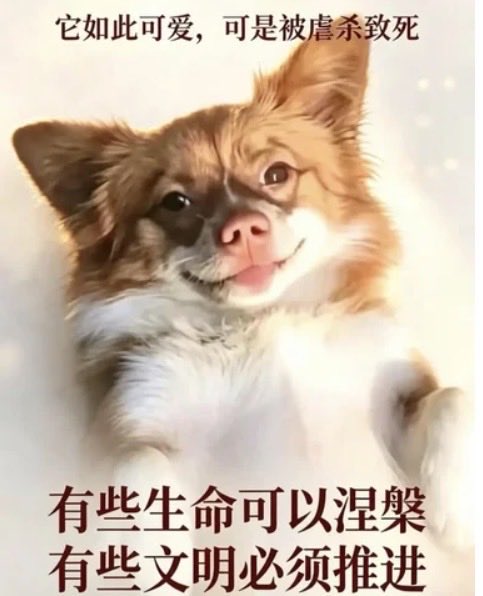rein_mizusawa's tweet photo. 画像使わせて頂きます！　ちょうどあの痛ましい事件から2ヶ月です！　
風化させないように　#水沢レイン　は生涯ずーっと拡散して行きます！
世界がどんどん動物保護法成立しているので中国もそうなって欲しいから

中国よ　歴史変えてくれ　
絶対そっちが後にいい話が来る！
#旺旺 https://t.co/niPc3XQBqm