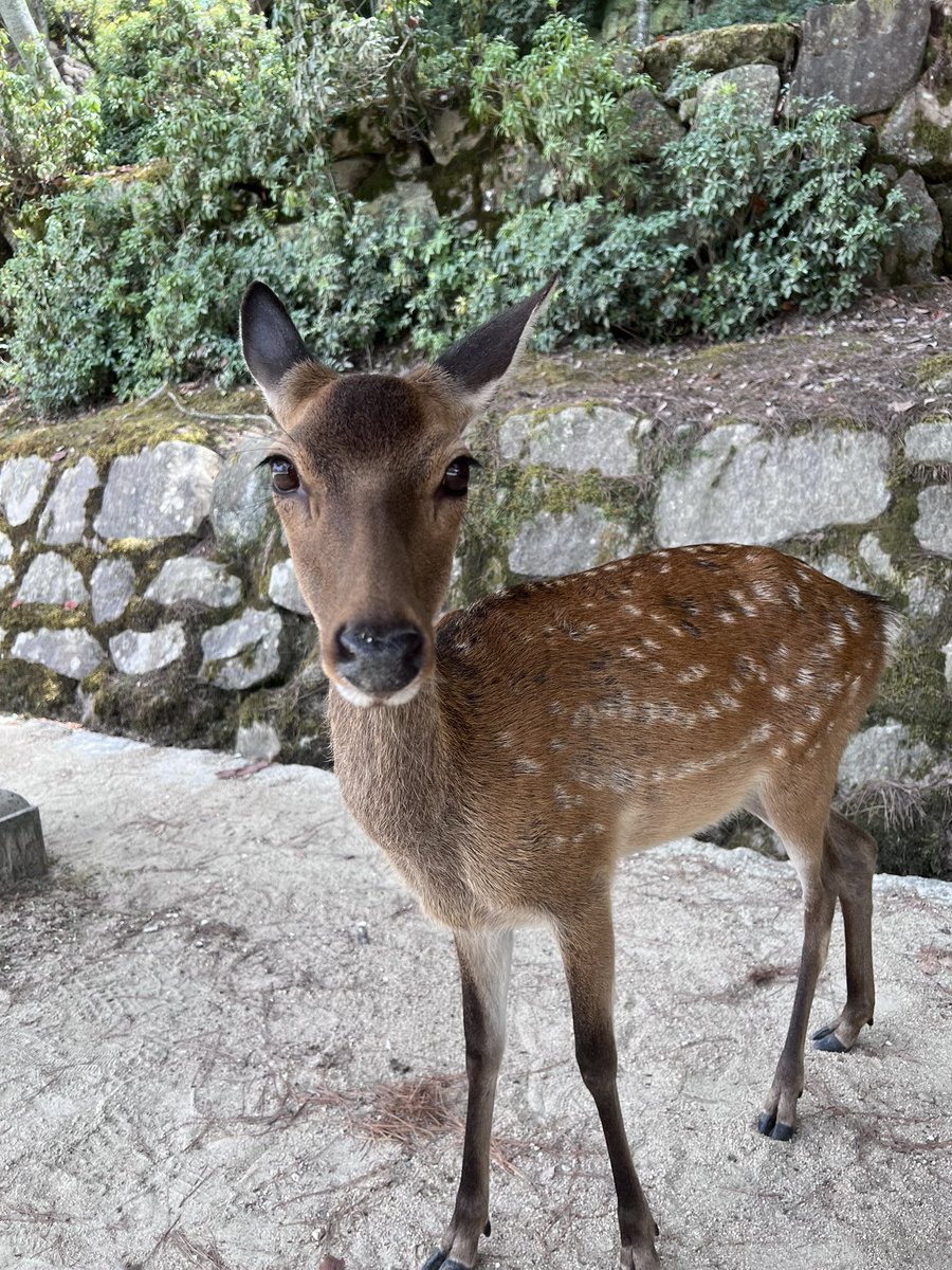 lunaticsky2000's tweet photo. 鹿があちこちに居たので戯れてきました🦌
お酒を飲みながら🍻 https://t.co/4QxDkSlyrp