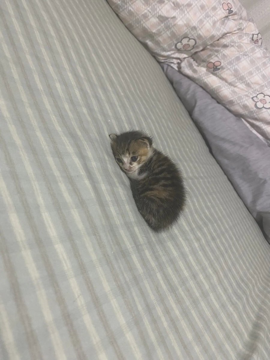 catsloversclubx's tweet photo. The smallest roommate you’ll ever have. 🐾🏠 https://t.co/QCxSIPME57