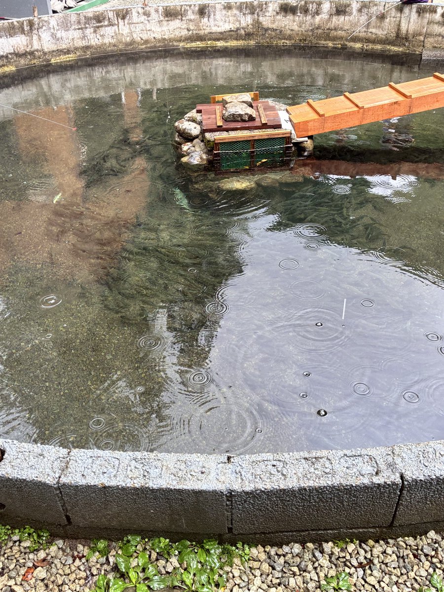 masa_pyon's tweet photo. 本日のレク
鮎掛けしたかったけどあいにくの雨
そうめん流しと鮎の塩焼き
パリッとしていて美味しかった😋
#赤木渓水峡 https://t.co/uY4mDsIu6F