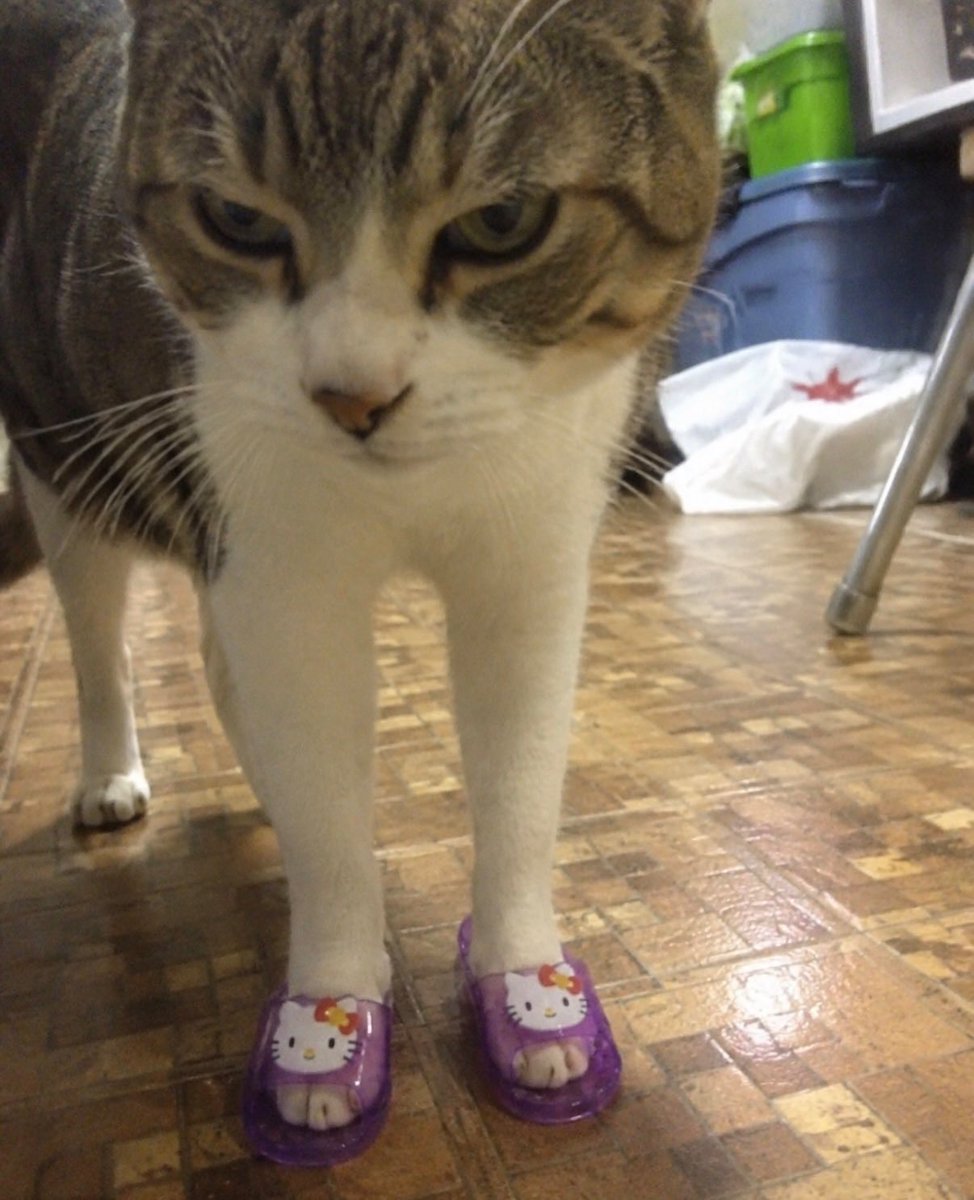 BestOfMeow's tweet photo. https://t.co/0g1JAjX2mt