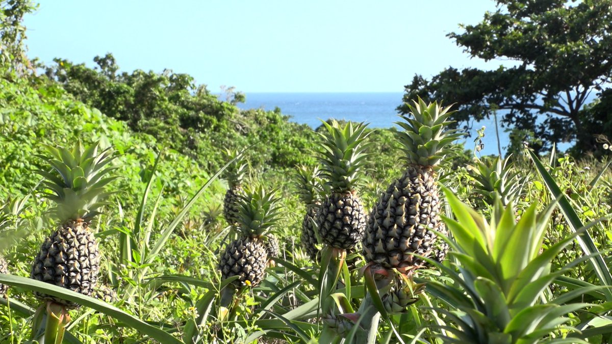 usakame_ytv's tweet photo. 次回の #うさかめ ちょいみせ

🏖️夏のフルーツ王決定戦🌻

エントリーNo.1スイカ🍉
エントリーNo.2マンゴー🥭
エントリーNo.3ぶどう🍇
エントリーNo.4パイナップル🍍

決勝に勝ち進んだフルーツが
王者 アローマメロン🍈に挑む🔥

⚠️9月6日 （日）ひる0時35分⚠️

#草彅剛 #海原やすよともこ #植野行雄 https://t.co/3i9HZEftAQ