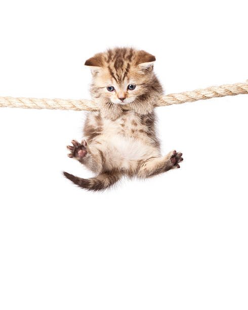 dauna34vsd's tweet photo. 猫と自然散歩🌳🐱 https://t.co/fTmVG98vwQ